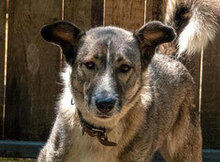 NELKO, Hund, Mischlingshund in Bulgarien - Bild 1