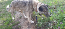 NELKO, Hund, Mischlingshund in Bulgarien - Bild 10