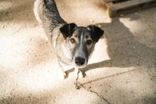 NELKO, Hund, Mischlingshund in Bulgarien - Bild 2
