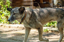 NELKO, Hund, Mischlingshund in Bulgarien - Bild 3