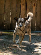 NELKO, Hund, Mischlingshund in Bulgarien - Bild 4