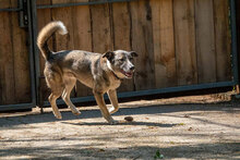 NELKO, Hund, Mischlingshund in Bulgarien - Bild 5