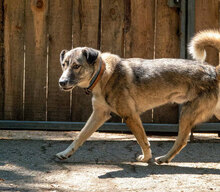 NELKO, Hund, Mischlingshund in Bulgarien - Bild 6