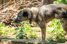 NELKO, Hund, Mischlingshund in Bulgarien - Bild 7