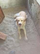 LUCA, Hund, Golden Retriever-Mix in Bulgarien - Bild 4