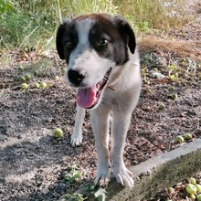 DILEILA, Hund, Mischlingshund in Bulgarien - Bild 2