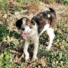 DILEILA, Hund, Mischlingshund in Bulgarien - Bild 3