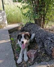 DILEILA, Hund, Mischlingshund in Bulgarien - Bild 4