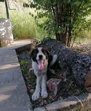 DILEILA, Hund, Mischlingshund in Bulgarien - Bild 5
