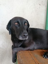 VIOLA, Hund, Labrador-Mix in Kroatien - Bild 2