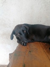 VIOLA, Hund, Mischlingshund in Kroatien - Bild 3