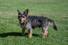 TOTO, Hund, Mischlingshund in Emmendingen - Bild 13
