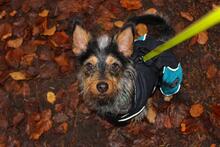 TOTO, Hund, Mischlingshund in Emmendingen - Bild 3