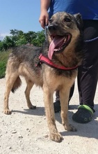 MISKA, Hund, Mischlingshund in Ungarn - Bild 2