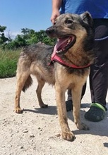 MISKA, Hund, Mischlingshund in Ungarn - Bild 4