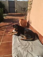 WALTER, Hund, Mischlingshund in Spanien - Bild 10