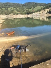 WALTER, Hund, Mischlingshund in Spanien - Bild 18