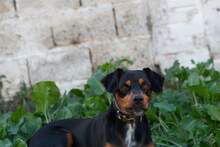 WALTER, Hund, Mischlingshund in Spanien - Bild 2