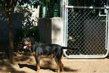WALTER, Hund, Mischlingshund in Spanien - Bild 7