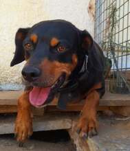 WALTER, Hund, Mischlingshund in Spanien - Bild 8