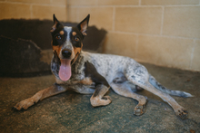 KALLE, Hund, Mischlingshund in Spanien - Bild 4