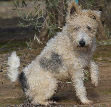 SCOFFY, Hund, Foxterrier in Spanien - Bild 2