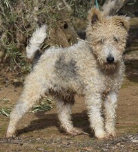 SCOFFY, Hund, Foxterrier in Spanien - Bild 3