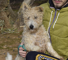 SCOFFY, Hund, Foxterrier in Spanien - Bild 5
