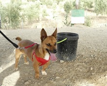 EVEREST, Hund, Mischlingshund in Spanien - Bild 4