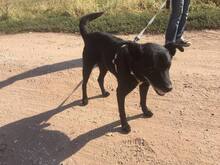 MERLIN, Hund, Mischlingshund in Ungarn - Bild 1