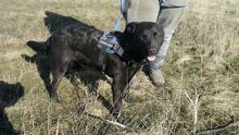 MYLO, Hund, Mischlingshund in Ungarn - Bild 2