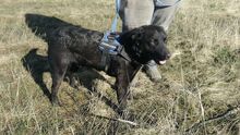 MYLO, Hund, Mischlingshund in Ungarn - Bild 4