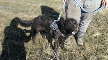 MYLO, Hund, Mischlingshund in Ungarn - Bild 5