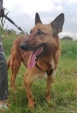 MACI2, Hund, Mischlingshund in Ungarn - Bild 2
