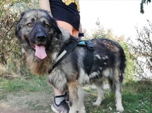 STEFANIA, Hund, Kaukasischer Owtcharka-Mix in Ungarn - Bild 1