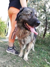 STEFANIA, Hund, Kaukasischer Owtcharka-Mix in Ungarn - Bild 2