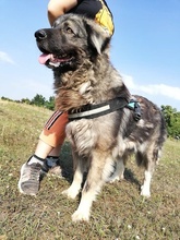 STEFANIA, Hund, Kaukasischer Owtcharka-Mix in Ungarn - Bild 3