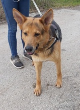 REX, Hund, Deutscher Schäferhund in Ungarn - Bild 6
