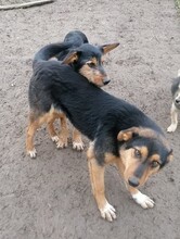 JODIE, Hund, Mischlingshund in Rumänien - Bild 1