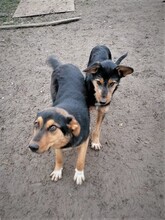 JODIE, Hund, Mischlingshund in Rumänien - Bild 10