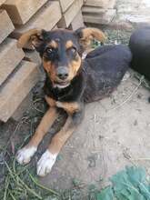 JODIE, Hund, Mischlingshund in Rumänien - Bild 12