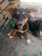 JODIE, Hund, Mischlingshund in Rumänien - Bild 13