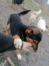 JODIE, Hund, Mischlingshund in Rumänien - Bild 16