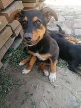 JODIE, Hund, Mischlingshund in Rumänien - Bild 18