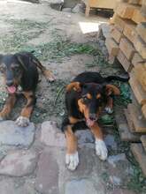 JODIE, Hund, Mischlingshund in Rumänien - Bild 19