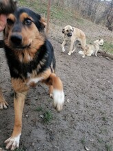 JODIE, Hund, Mischlingshund in Rumänien - Bild 2