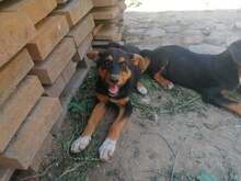 JODIE, Hund, Mischlingshund in Rumänien - Bild 20