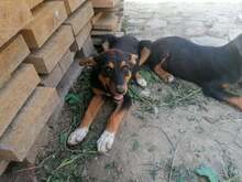 JODIE, Hund, Mischlingshund in Rumänien - Bild 21