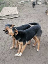 JODIE, Hund, Mischlingshund in Rumänien - Bild 3