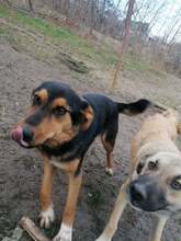 JODIE, Hund, Mischlingshund in Rumänien - Bild 4